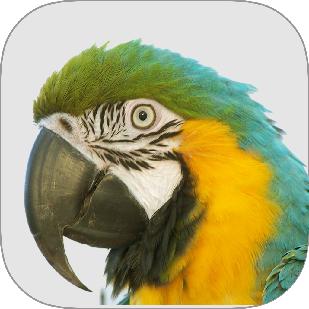 Macaw